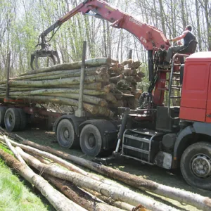 Châtaignier en Grume – Camion de 50 Stères – Chauffage Abondant et Local