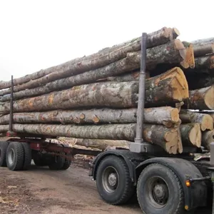 Hêtre en Grume – Camion de 50 Stères – Bois de Chauffage Idéal