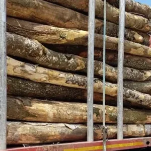 Bois de Chauffage Acacia – Grumes de 20 Stères – Prêt à l’Emploi